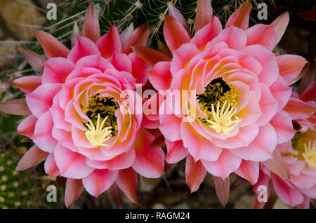 Flying Saucer Cactus Flowers in Bloom Stock Photo