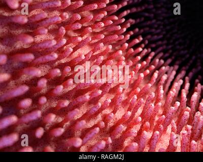 Illustration of inflamed intestinal villi. Stock Photo