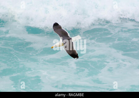 Seagull in Flight across the Surf of the Pacific Ocean Stock Photo