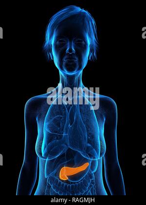 Illustration of an old woman's pancreas. Stock Photo