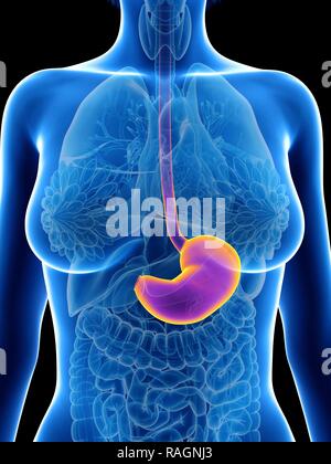 Illustration of a woman's stomach. Stock Photo
