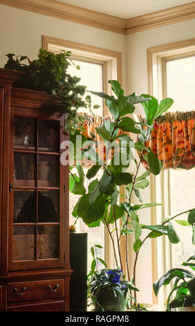 Ficus lyrata, Fiddle Leaf Fig Houseplant Stock Photo