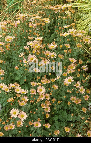 Leucanthemum Clara Curtis , mum, chrysanthemum, Stock Photo