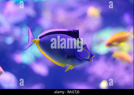 barcheek unicornfish / naso tang / orange-spine unicornfish (Naso lituratus) Stock Photo
