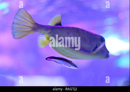 Adult female yellow boxfisch (Ostracion cubicus) an cleaner wrasse (Labroides dimidiatus) below. Stock Photo