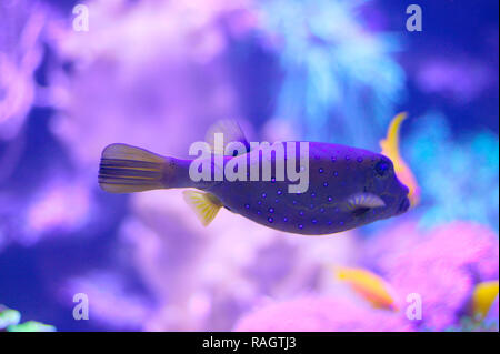 Adult female yellow boxfish (Ostracion cubicus) Stock Photo