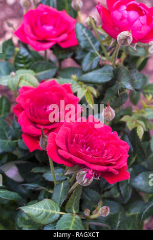 Miniture red Roses Stock Photo