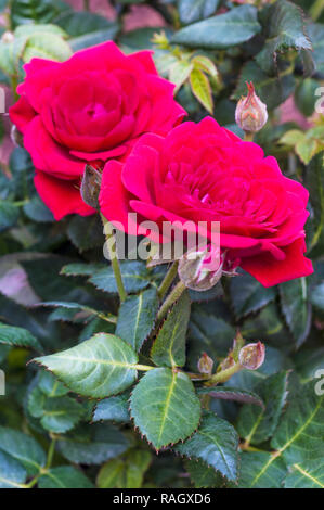 Miniture red Roses in close up Stock Photo