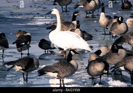 swan, geese and ducks on the Bow river in Calgary Stock Photo