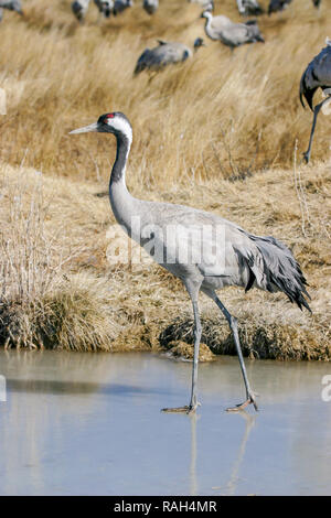 Crane (grus grus)  migratory bird, walking on a frozen lagoon in the region of Teruel where they will spend part of the winter. Gallocanta, Spain. Stock Photo