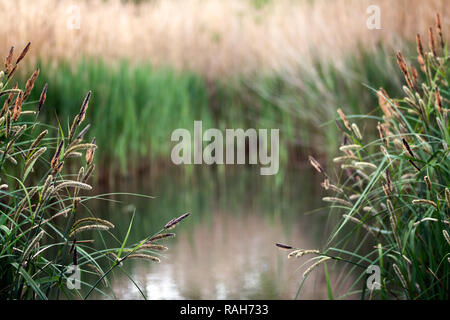 Abstract shot of reeds reflecting on water Stock Photo