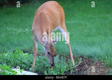 Suburban Deer Eating a Garden, Ohio Stock Photo - Alamy