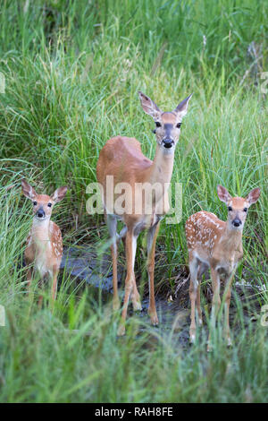 White-tailed Deer doe with her twin fawns (Odocoileus virginianus) in a riparian wetland, Canada Stock Photo
