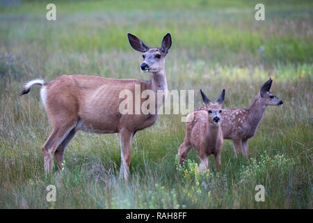 Mule Deer doe with twin fawns (Odocoileus hemionus) in grassland Stock Photo