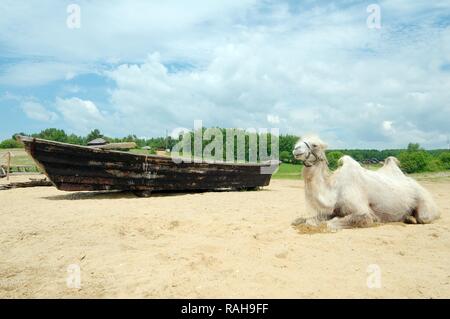White Bactrian camel (Camelus bactrianus) next to boat on the bank of Angara, settlement of Talzy, Irkutsk region, Baikal Stock Photo