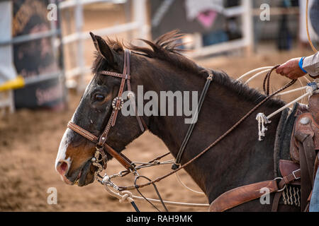 hands on the reins of horse in rodeo Stock Photo