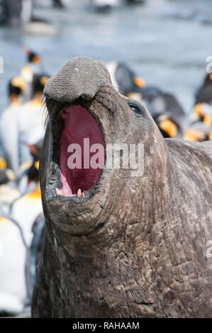 Male Southern Elephant Seal (Mirounga leonina) bellowing, St. Andrews Bay, South Georgia Island Stock Photo