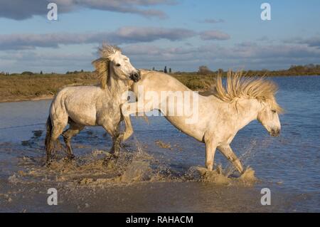 Camargue horses, stallions fighting in the water, Bouches du Rhône, France, Europe Stock Photo