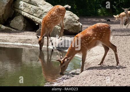 Chital or Cheetal deer (Axis axis), drinking water, Serengeti Park, Hodenhagen, Lower Saxony Stock Photo