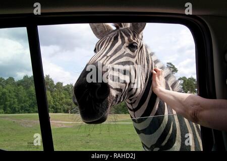 Plains zebra, common zebra or Burchell's zebra (Equus quagga), being stroked through an open car window, Serengeti Park Stock Photo