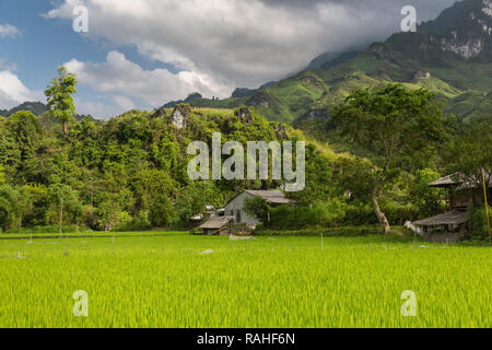 Small mountain farmhouse and rice patty. Ha Giang Loop, Ha Giang Province, Dong Van, Vietnam, Asia Stock Photo