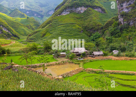 Small mountain farmhouse and rice patty. Ha Giang Loop, Ha Giang Province, Dong Van, Vietnam, Asia Stock Photo
