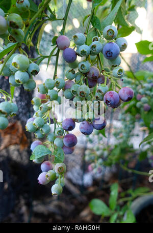 Blueberries At Various Stages Of Ripening Stock Photo - Alamy