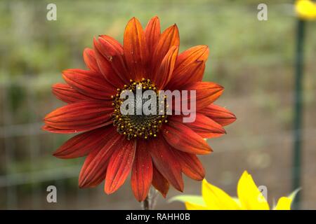 A Burnt Orange- Burgundy Sunflower Stock Photo