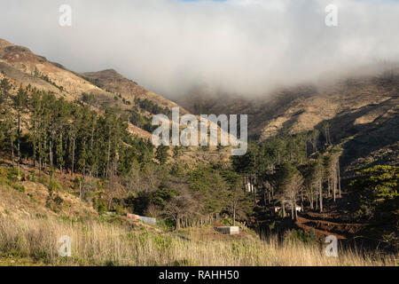 An image of the aftermath of the 2016 tragic mountain fires around Sao Roque, Madeira, Portugal. Thousands of trees were destroyed leaving devastation. Stock Photo