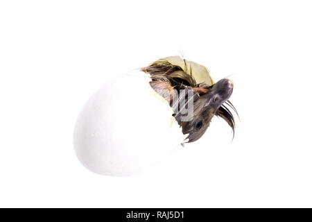 The gray-colored ducklings that are coming out of the egg are new. Stock Photo