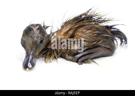 The gray-colored ducklings that are coming out of the egg are new. Stock Photo