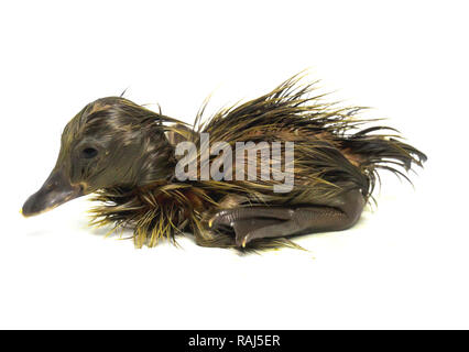 The gray-colored ducklings that are coming out of the egg are new. Stock Photo