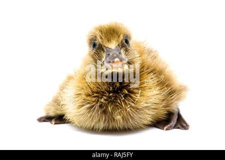 The gray-colored ducklings that are coming out of the egg are new. Stock Photo