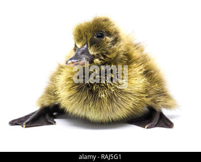 The gray-colored ducklings that are coming out of the egg are new. Stock Photo
