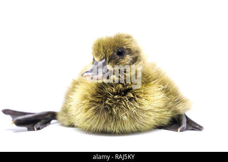 The gray-colored ducklings that are coming out of the egg are new. Stock Photo