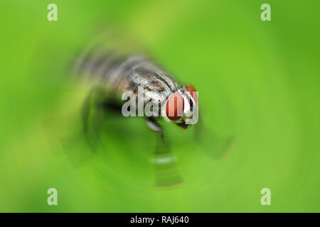 Fly close up / blur of fly on green background selective focus - Insect macro Stock Photo