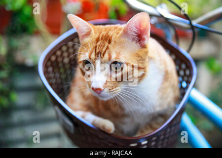 Cat on bike's basket Stock Photo