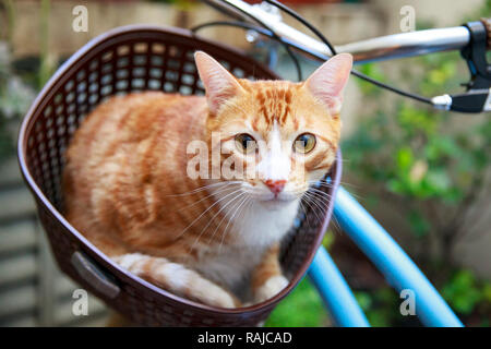 Cat on bike's basket Stock Photo