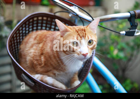 Cat on bike's basket Stock Photo