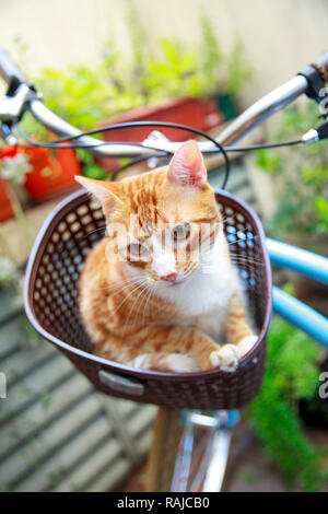 Cat on bike's basket Stock Photo