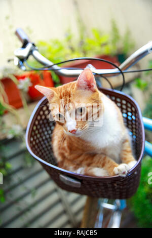 Cat on bike's basket Stock Photo