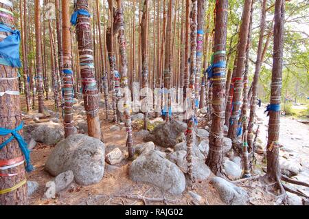 Sacred grove, Arshan, Tunkinsky District, Republic of Buryatia, Siberia, Russian Federation, Eurasia Stock Photo