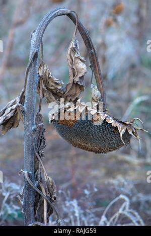 Dried Sunflower (Helianthus annuus), Bavaria, Germany Stock Photo
