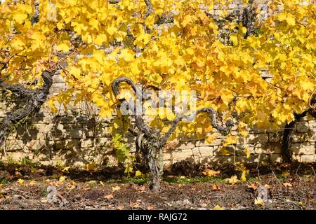 Vineyards, Kirchheim am Neckar, Baden-Württemberg, Germany Stock Photo