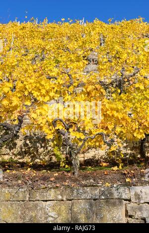 Vineyards, Kirchheim am Neckar, Baden-Württemberg, Germany Stock Photo