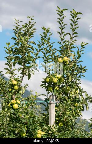 Ripe green apples hanging from apple trees, apple plantation, Trentino, South Tyrol, Italy Stock Photo