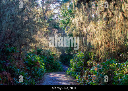 Moss Hanging From Trees Along Whidbey Island Hiking Trail Stock Photo