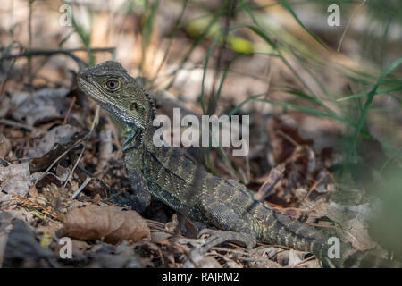 Eastern Water Dragon in Scrub, NSW Australia Stock Photo