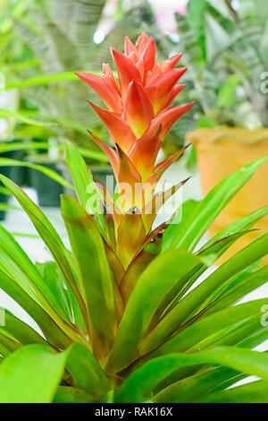 The Bromeliaceae are a family of monocot flowering plants. Stock Photo