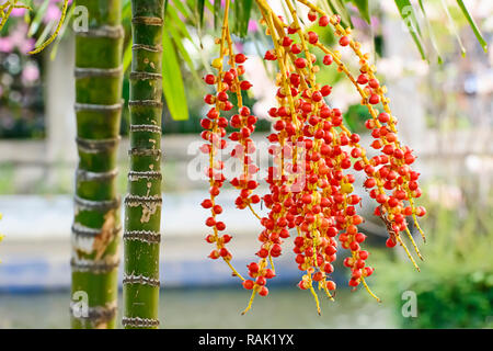 Areca catechu is a species of palm which grows in much of the tropical Pacific, Asia, and parts of east Africa. Stock Photo